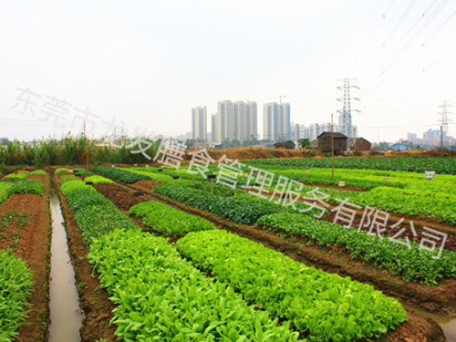 东莞新鲜蔬菜基地
