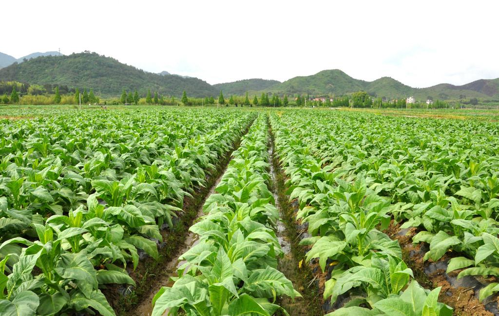 东莞蔬菜配送