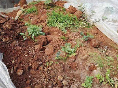 土壤修复现场照片