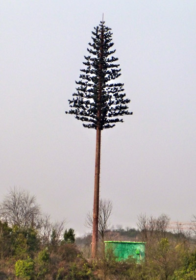 美化树