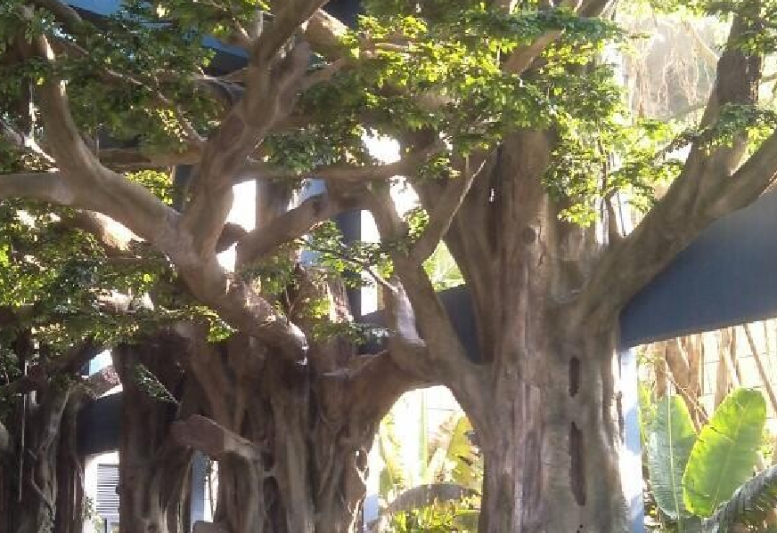 仿真人造景观大榕树