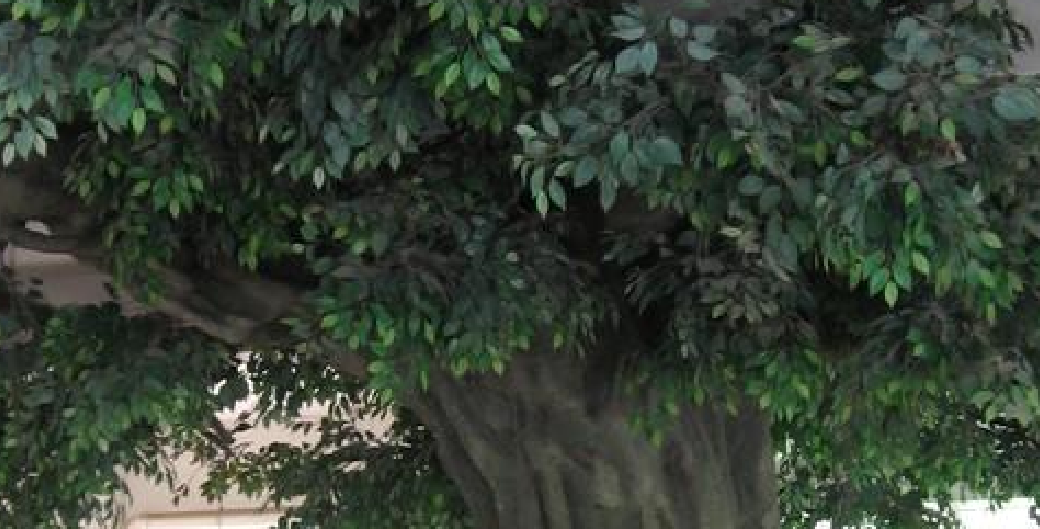 仿真人造景观大榕树