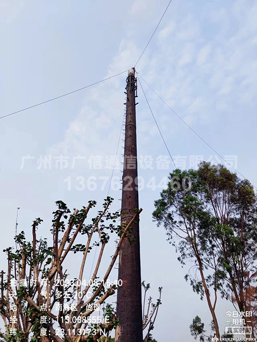 25米仿真松树