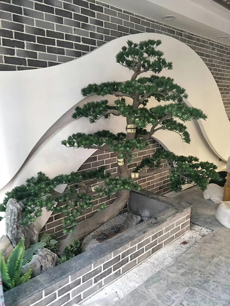 2米高造型罗汉松