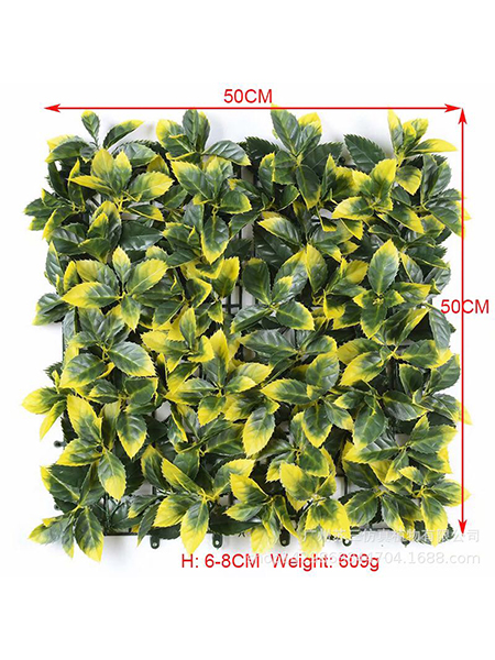 黄边玉兰叶带齿50×...