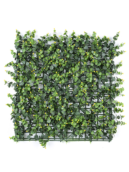 黄果金丝桃50×50...