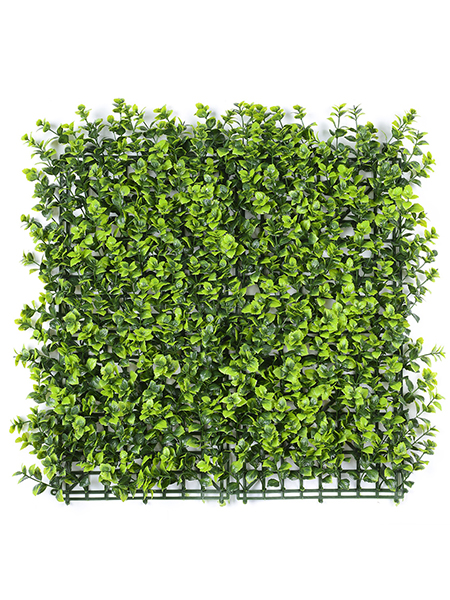 绿色吉祥草50×50...