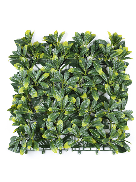 黄头桂花叶50×50...