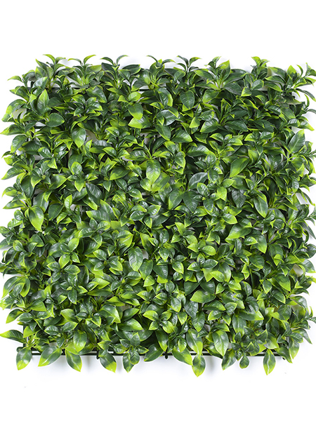 浅双色栀子叶50×5...