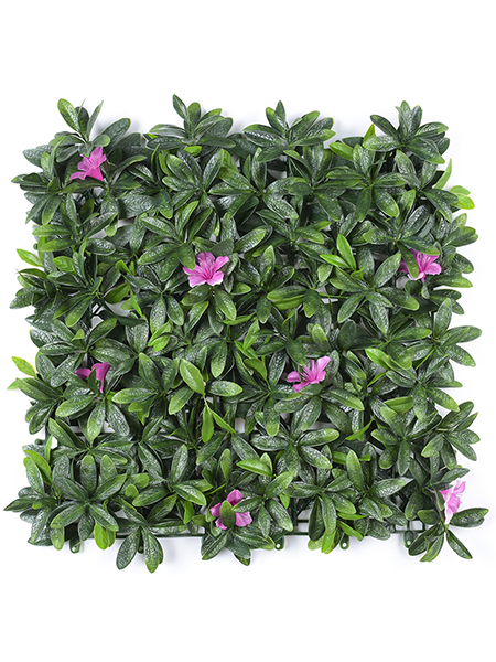 杜鹃叶带紫花50×5...