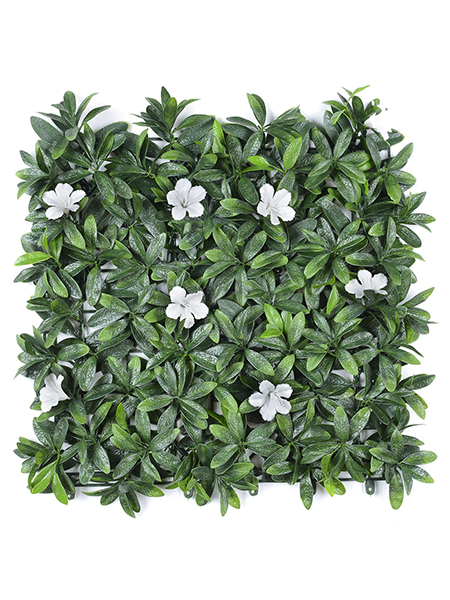 杜鹃叶带白花50×5...