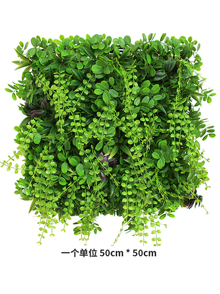 千叶幽兰50×50c...