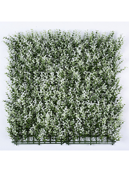 五层金钱草纯白50×...