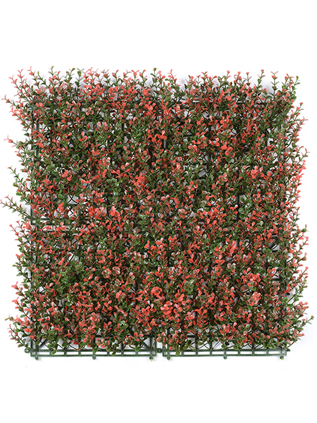 五层金钱草红色50×...