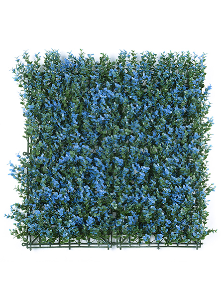 五层金钱草蓝色50×...