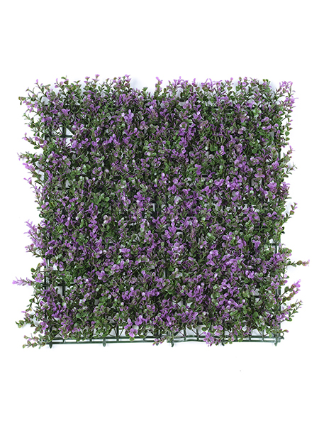 五层金钱草紫色50×...