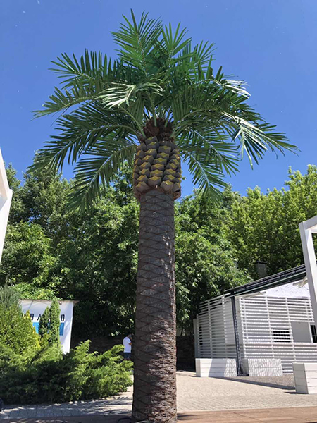 6米加拿利海藻树（塑...