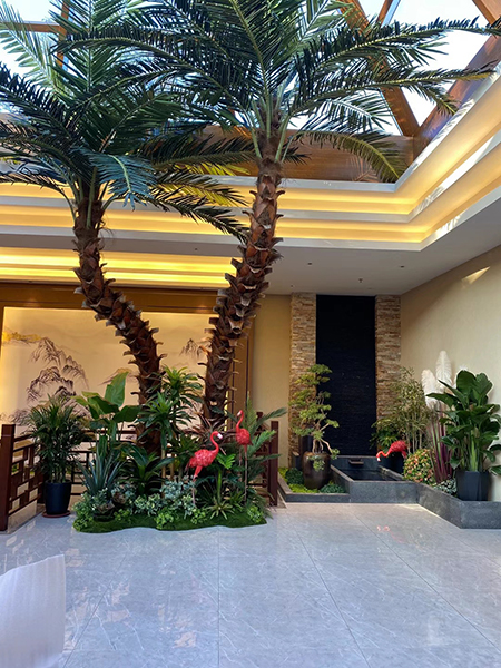 5米高弯杆棕榈树