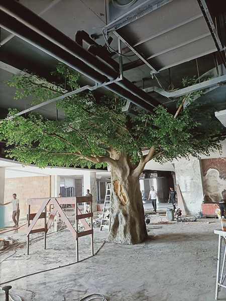 室内3.5米包柱榕树