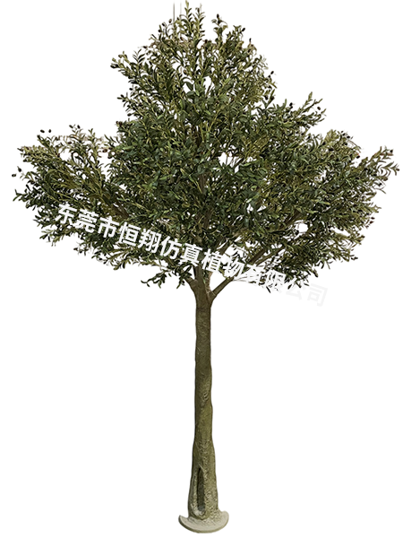 橄榄树3.5米高3米...