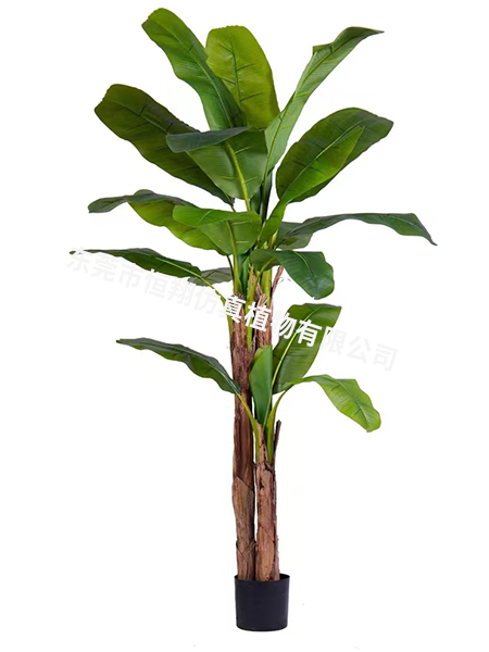 2.8米高三杆子芭蕉...