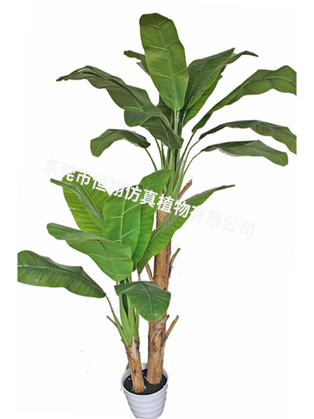 2.3米高2杆芭蕉树...