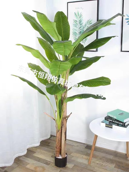 1.8米三杆子芭蕉树