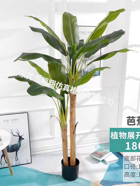 1.8米高2杆芭蕉树