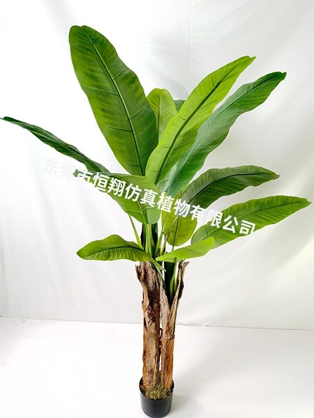 1.6米高2杆芭蕉树