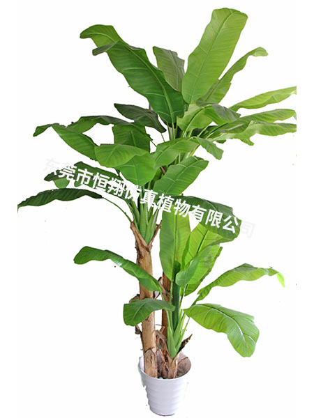 2.3米三杆芭蕉树 ...