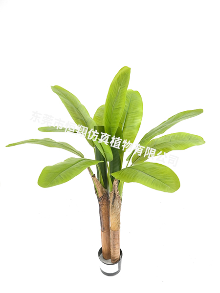 1.2米高2杆芭蕉树
