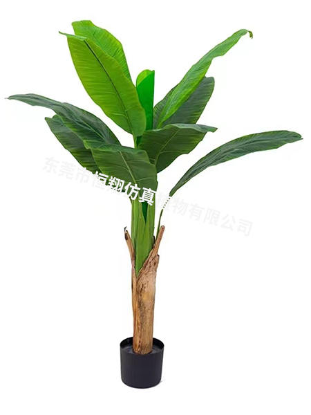 1.6米单杆芭蕉树