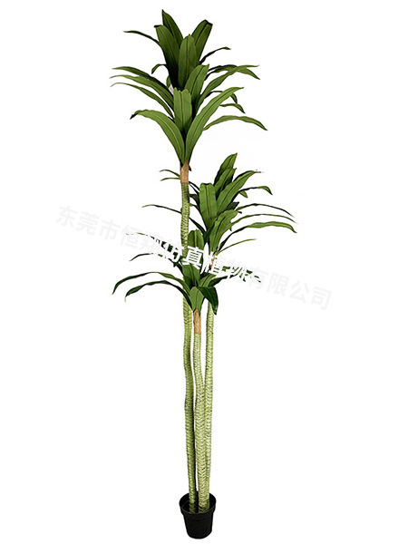 巴西铁小树2.5米