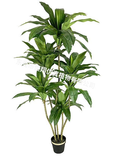 巴西铁小树180CM