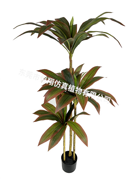 巴西铁小树130CM