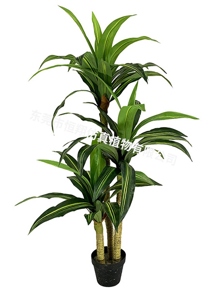 巴西铁小树140CM