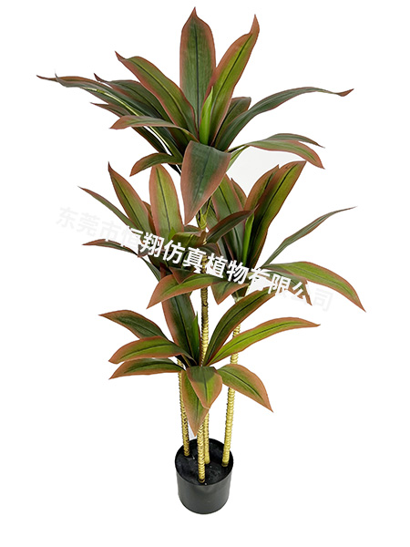 巴西铁小树155CM