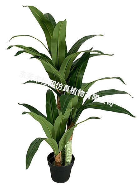 巴西铁小树120CM