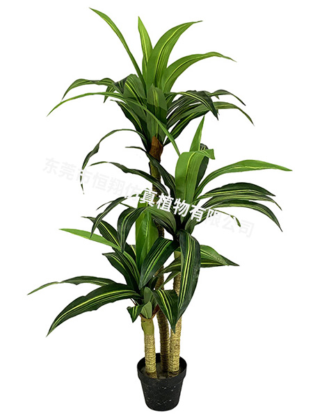 140CM巴西铁小树