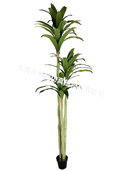 2.5米巴西铁小树