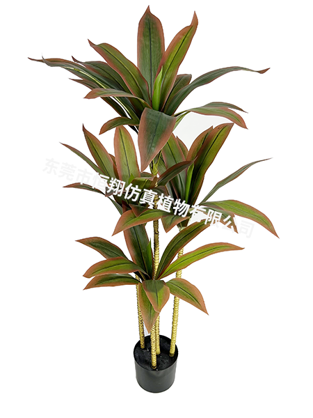 155CM巴西铁小树