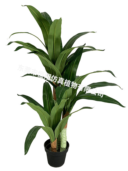 120CM巴西铁小树