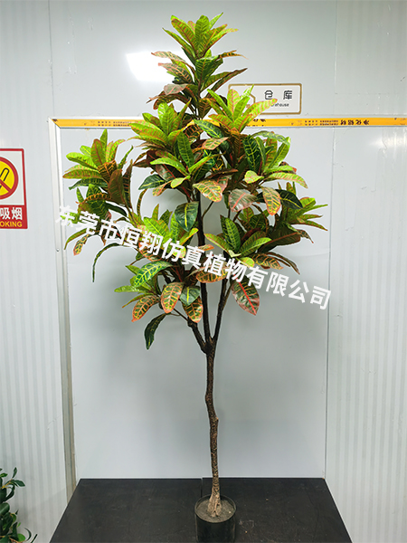 洒金榕180cm加密...