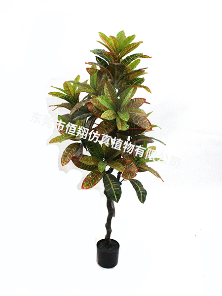 洒金榕120cm 4...