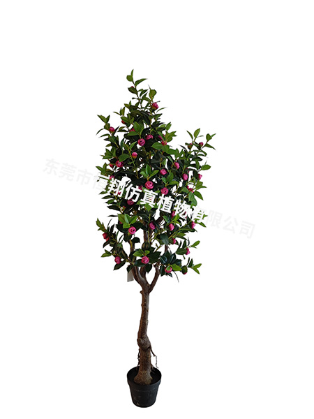 160玫瑰红茶花树-...