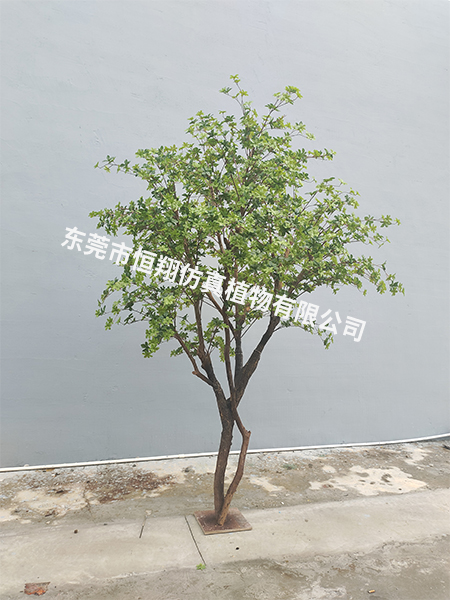 高2.5米，冠幅2米...