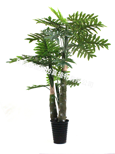 170三杆cm喜林芋...