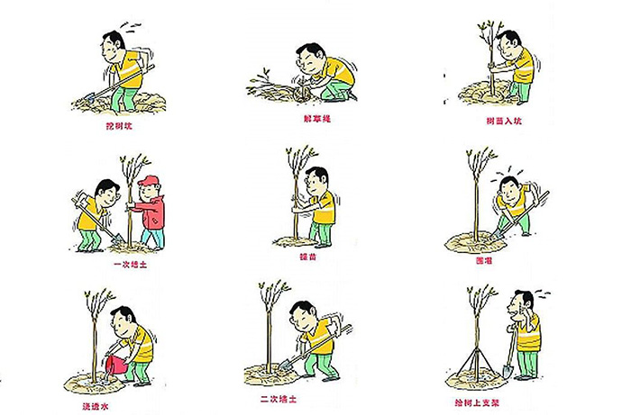 植树节种树步骤
