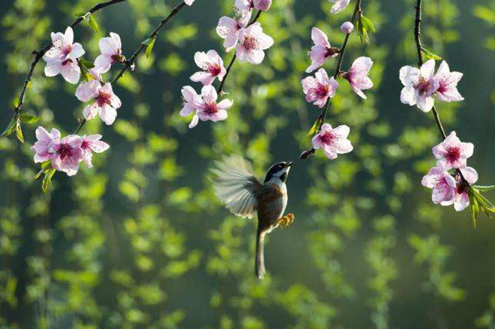 东莞复印机出租