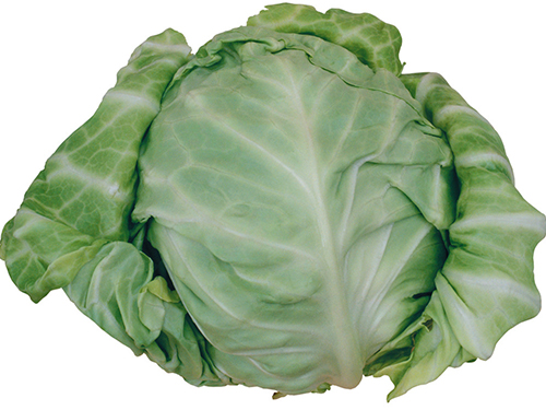 卷包菜